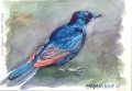 Red Wing Starling Red Wing Starling. watercolour. 145 x 205 mm.