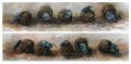 Dung Beetles Dung Beetles painting