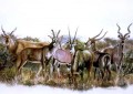 Big Six Antelope Big Six Antelope. Watercolour. 700 x 500 mm. sold