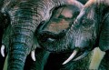 Elephants close-up Elephants close-up. watercolour. 350 x 250 mm. sold