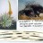 Porcupines & Aloes
