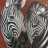 Nancy's Zebras. Watercolour & Gouache. 620 x 430 mm. sold