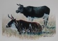 Two Ngunis Two Ngunis. 250 x 350 mm. watercolour. sold