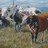 Ngunis. oil on canvas. Sold