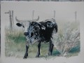 Single Nguni Nguni painting