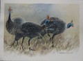 Three Guinea Fowl. Three Guinea Fowl. watercolour. 250 x 350 mm. sold