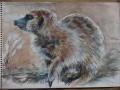 meercat 3 meercat painting 3