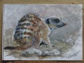 meercat sketch1 Meercat, pen & wash sketch on cartridge paper. 290 x 210mm