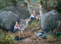 Guinea Fowl Family Guinea Fowl Family. watercolour & gouache. 620 x 430 mm. sold