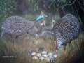 Guinea Fowl Nest 3 Guinea Fowl Nest 3. watercolour & gouache. 620 x 430 mm. sold