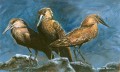 Three Hamerkops. Hamerkop painting
