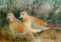 Laughing Doves. Laughing Doves. watercolour. 250 x 350 mm. Sold