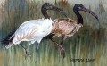 Sacred Ibises Sacred Ibises. watercolour. 170 x 250 mm. sold.