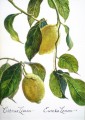 Lemon Study Lemon Study. watercolour. 250 x 350 mm.