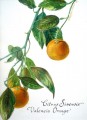 Valencia Orange Study. Valencia Orange Study. watercolour. 350 x 250 mm
