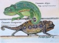 Chameleons Chameleons. watercolour. 250 x 170. sold