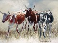 Nguni Study 2 Nguni cattle, watercolour