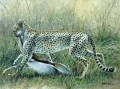 Serengeti cheetah & kill Serengeti cheetah & kill