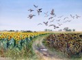 Rock Pigeons over the Sunflower Fields Rock Pigeons over the Sunflower Fields