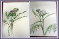 Artichoke in flower. Artichoke in flower.