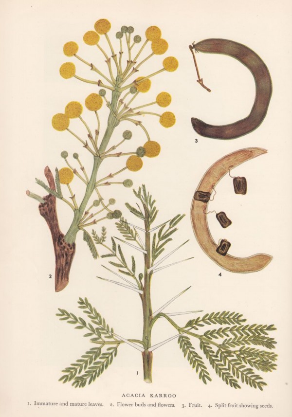 Coates Palgrave / Acacia Karroo