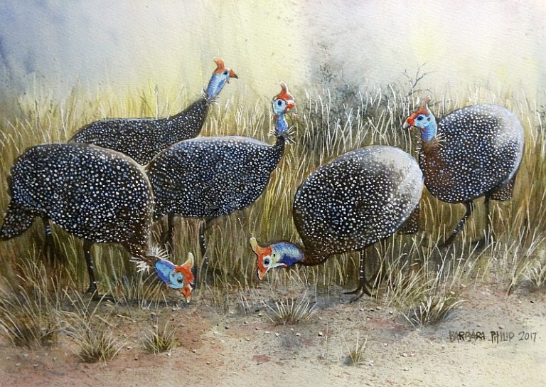 How The Guinea Fowl Got Her Spots by Barbara Knutson