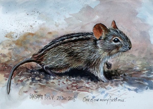 Little field mouse