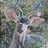 Kudu painting. Baviaanskloof. watercolour