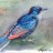 red-wing-starling. painting