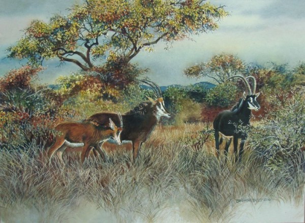 Sable Antelope » Barbara Philip - African Painting