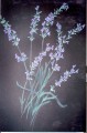 Painting of Lavender on black