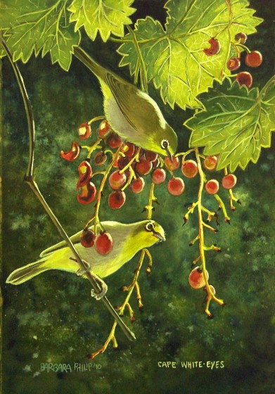Painting of Cape White-eyes eating Grapes