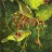 Painting of Cape White-eyes eating Grapes