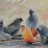 Painting of Mousebirds with Oranges.
