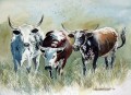 Nguni cattle study. watercolour