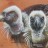 Rueppell's Griffon & Whitebacked Vulture
