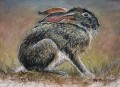 Cape Hare study 2