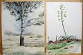 John's ink and watercolours of a poplar tree, and an agave.
