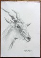 Pencil drawing of an Eland's head