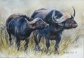 Buffalo Watercolour