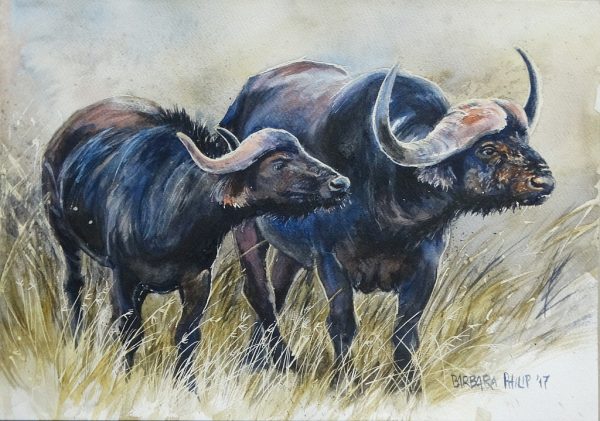 A pair of Buffalo » Barbara Philip - African Painting