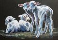 Orphan Lambs