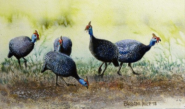 Guinea Fowl at feed time