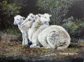 Sheep with twins.