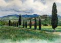 Tuscany cypresses